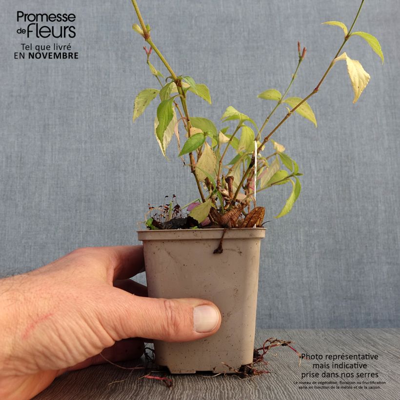 Esimerkki syksyllä toimitetusta Strobilanthes attenuata 8/9 cm taimiruukku-taimesta
