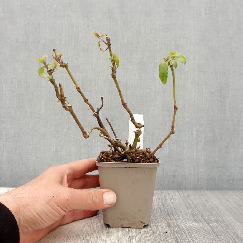 Esimerkki keväällä toimitetusta Strobilanthes penstemonoides Taimiruukku 8/9 cm-taimesta