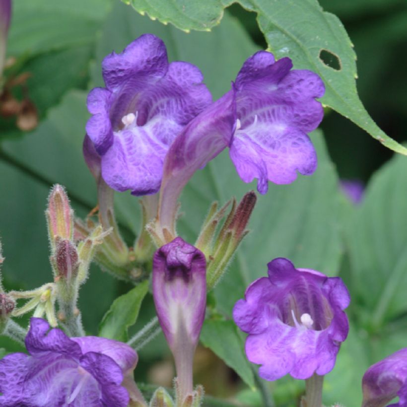Strobilanthes penstemonoides (Kukinta)