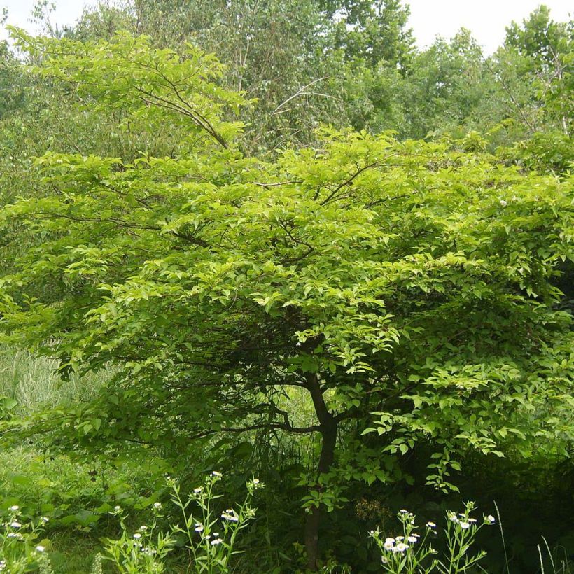 Japaninstoraksi - Styrax japonica (Lehvistö)