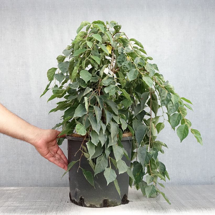 Esimerkki kesällä toimitetusta Japaninstoraksi Fragrant Fountain Ruukku 12L / 15L-taimesta