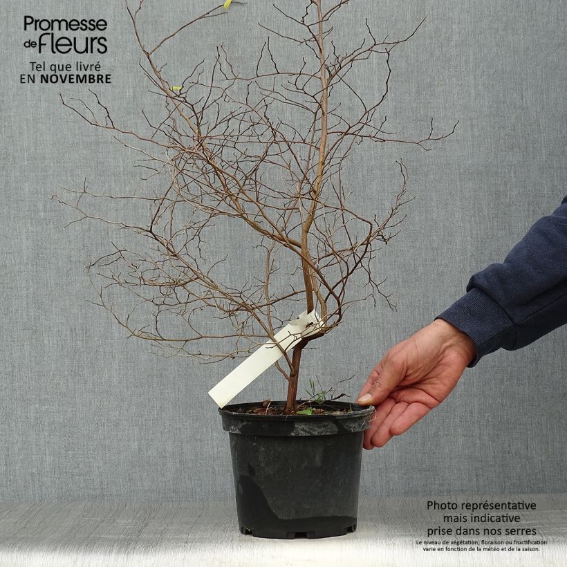 Esimerkki syksyllä toimitetusta Japaninstoraksi - Styrax japonica 3 litran/4 litran ruukku-taimesta