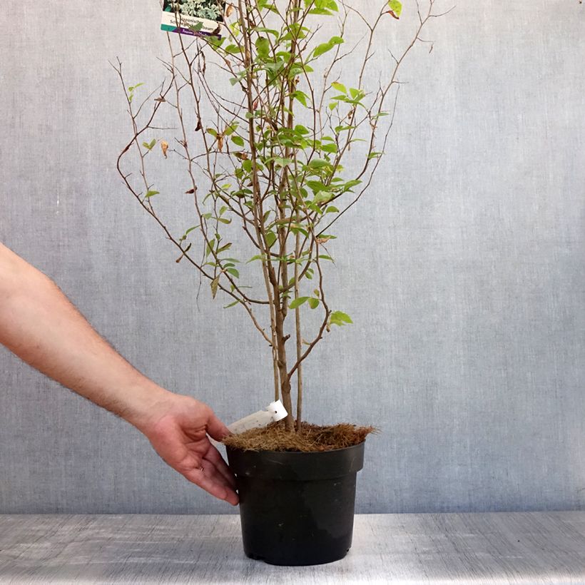 Esimerkki kesällä toimitetusta Japaninstoraksi - Styrax japonica Pot de 3L/4L-taimesta