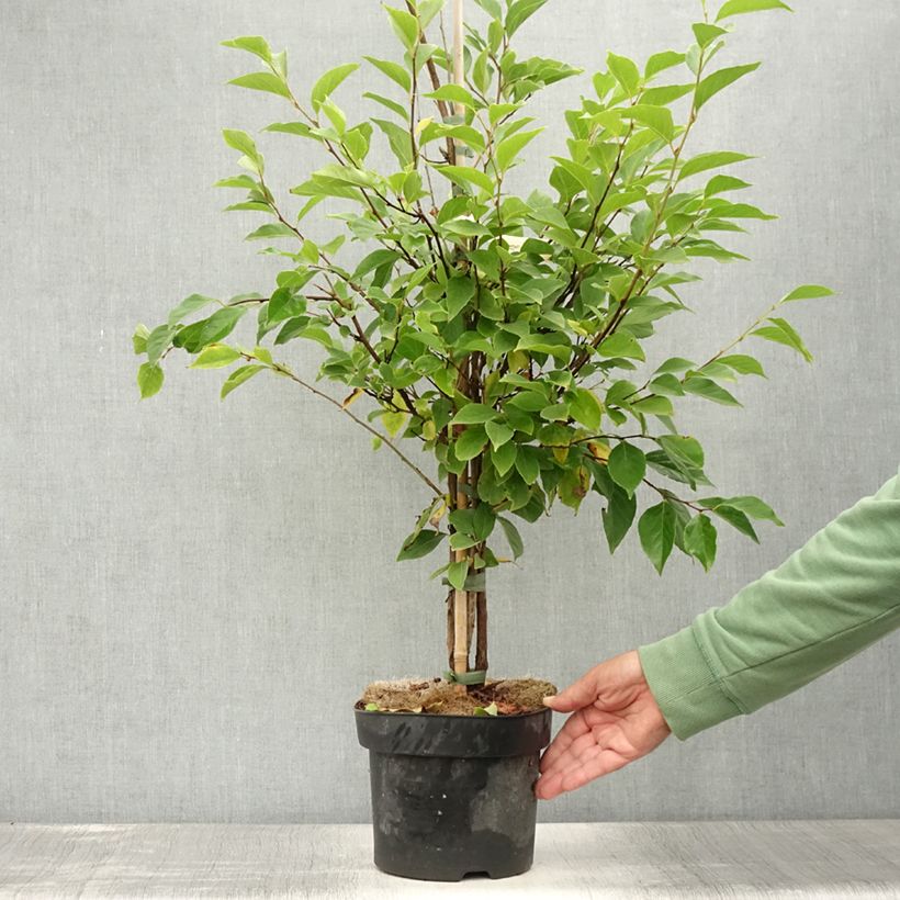 Esimerkki kesällä toimitetusta Styrax japonicus Snowfall - Styrax japonais Pot de 4L/5L-taimesta