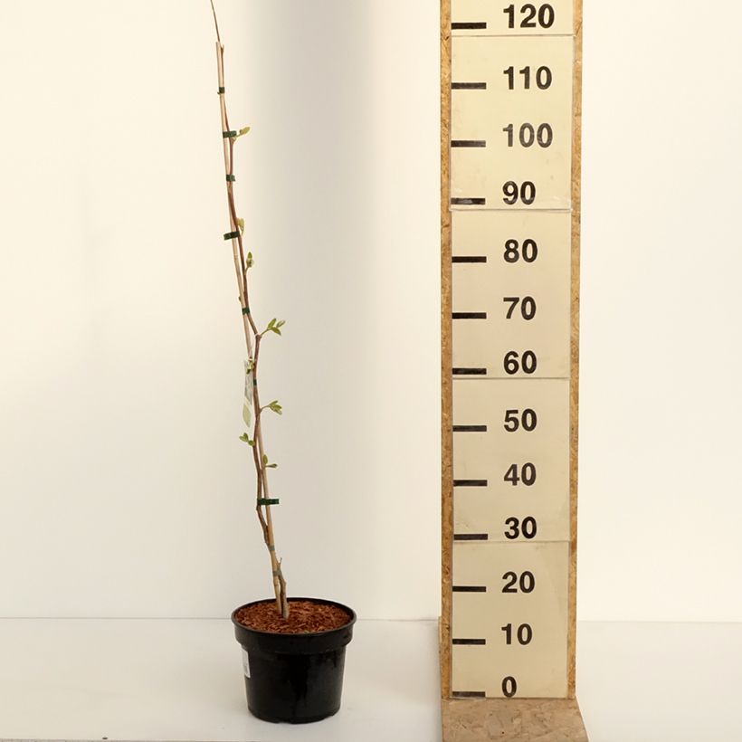 Esimerkki keväällä toimitetusta Tuoksustoraksi - Styrax obassia Ruukku 2L / 3L-taimesta