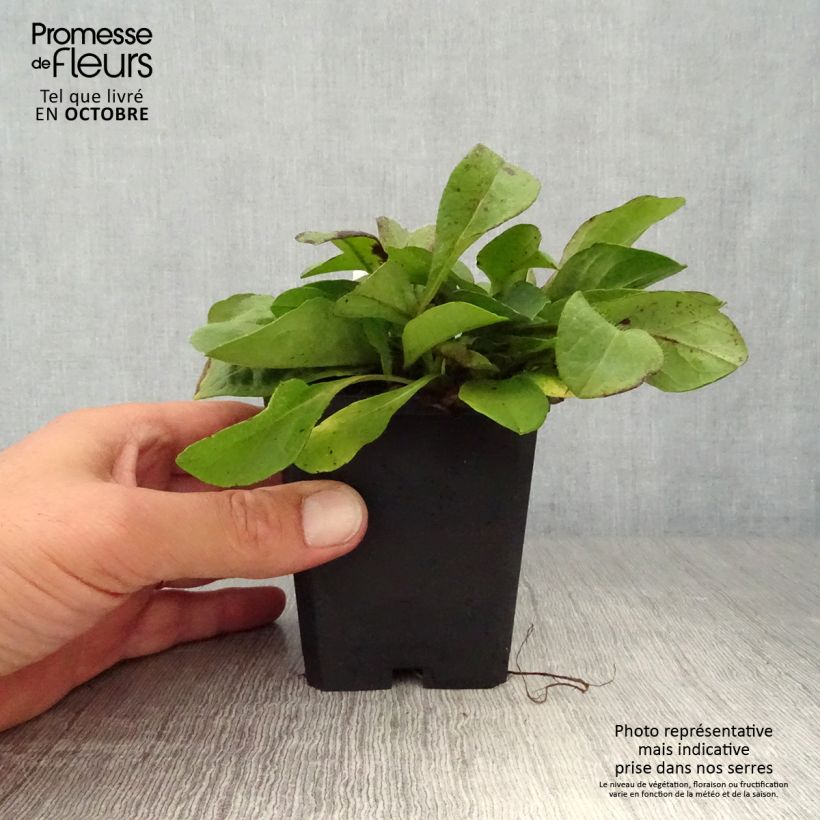 Esimerkki syksyllä toimitetusta Purtojuuri - Succisa pratensis 8/9 cm taimiruukku-taimesta