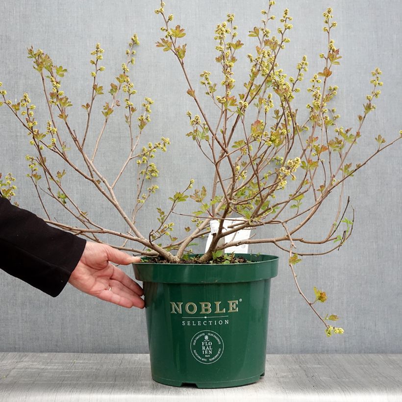 Esimerkki keväällä toimitetusta Tuoksusumakki Gro-Low Pot de 7,5L/10L-taimesta