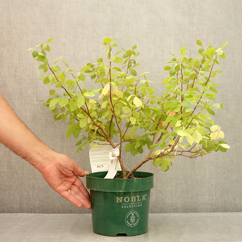 Esimerkki kesällä toimitetusta Tuoksusumakki Gro-Low Pot de 3L/4L-taimesta