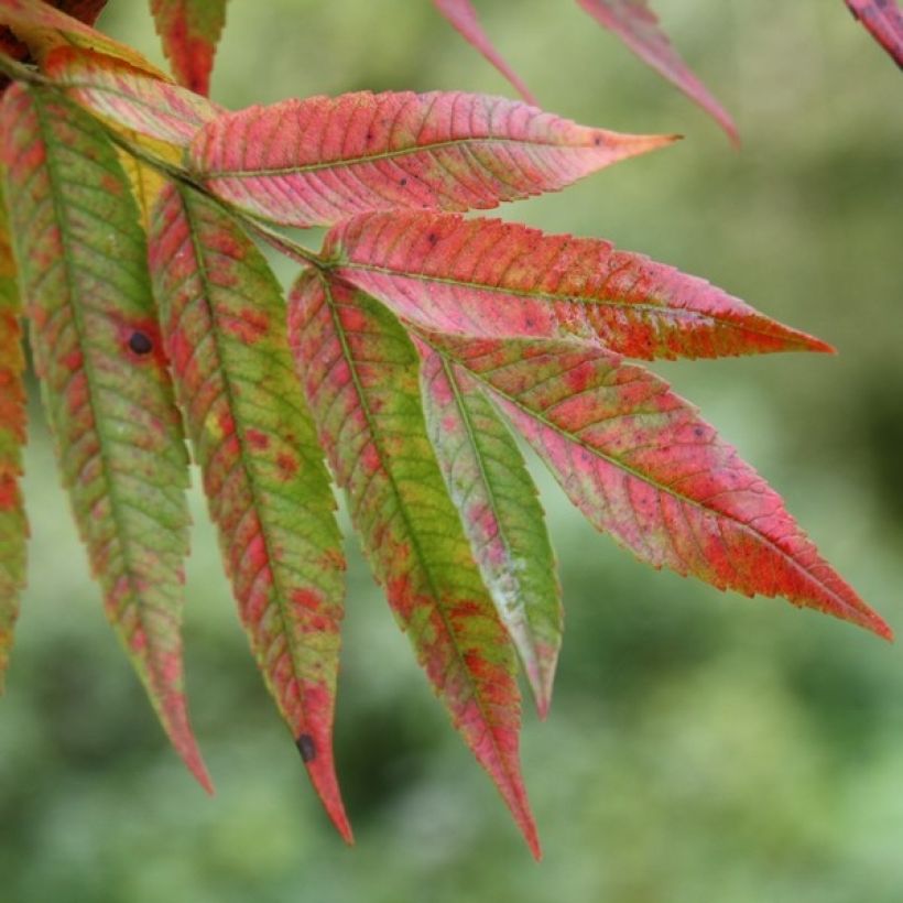 Samettisumakki - Rhus typhina (Lehvistö)