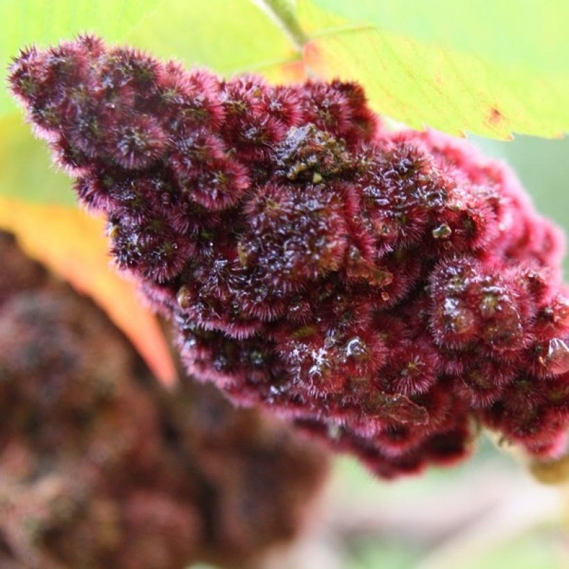 Samettisumakki - Rhus typhina (Kukinta)