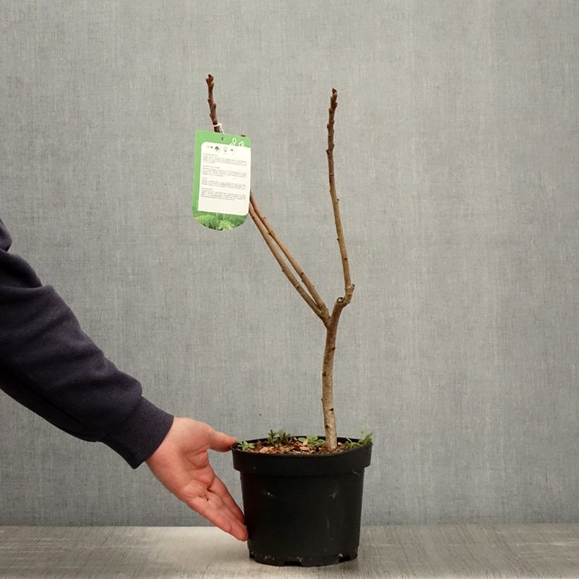 Esimerkki keväällä toimitetusta Samettisumakki Dissecta Pot de 3L/4L-taimesta