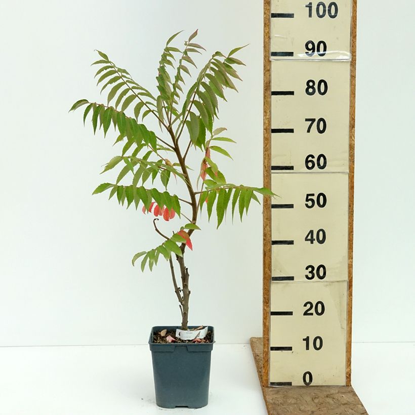 Esimerkki kesällä toimitetusta Samettisumakki - Rhus typhina 4 litran/5 litran ruukku-taimesta