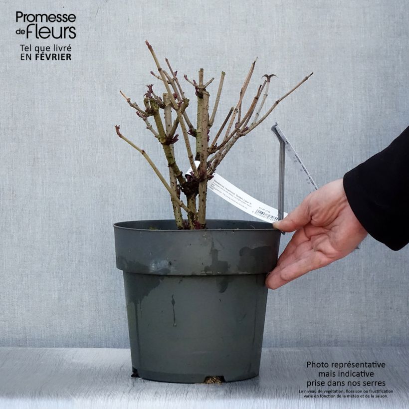 Esimerkki talvella toimitetusta Sureau à grappes - Sambucus racemosa Golden Lace Pot de 6L/7L-taimesta