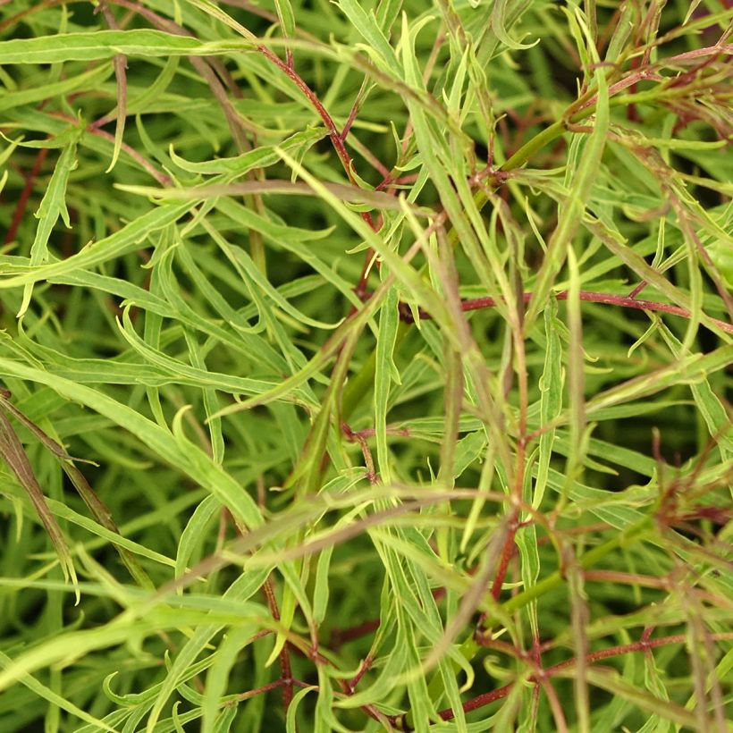 Terttuselja Tenuifolia (Lehvistö)