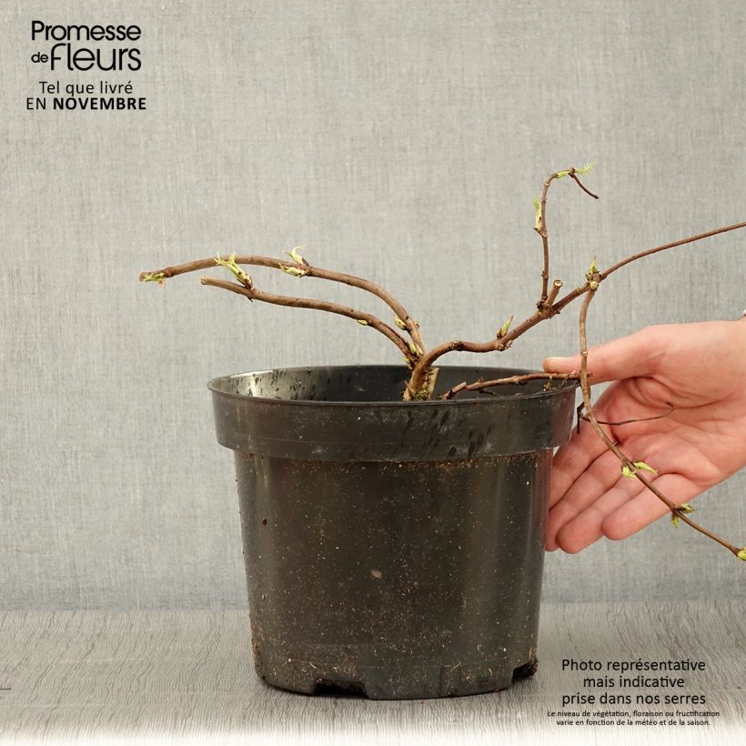 Esimerkki syksyllä toimitetusta Sureau à grappes - Sambucus racemosa Tenuifolia Pot de 4L/5L-taimesta
