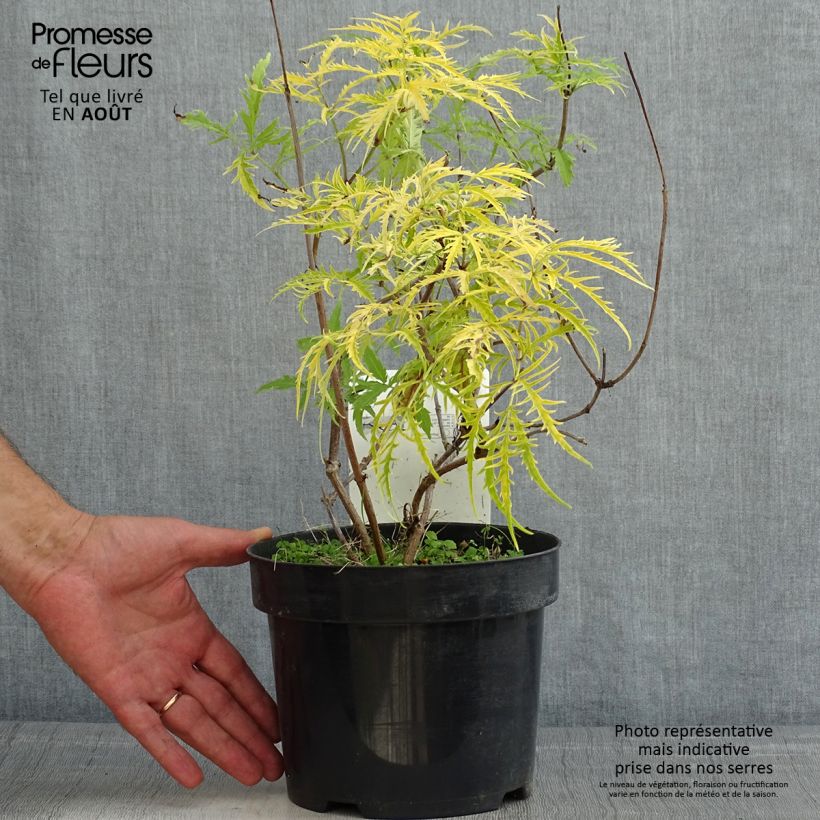 Esimerkki kesällä toimitetusta Terttuselja Welsh Gold Pot de 3L/4L-taimesta