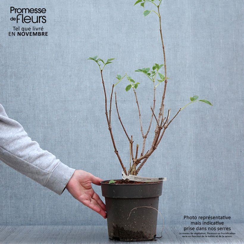 Esimerkki syksyllä toimitetusta Sureau noir - Sambucus nigra Albida Pot de 4L/5L-taimesta