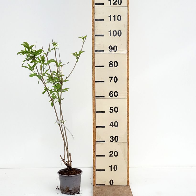 Esimerkki keväällä toimitetusta Mustaselja Aurea Pot de 2L/3L-taimesta