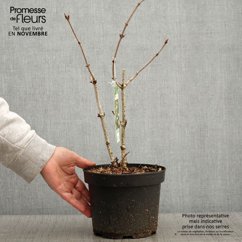 Esimerkki syksyllä toimitetusta Mustaselja - Sambucus nigra 2 litran/3 litran ruukku-taimesta