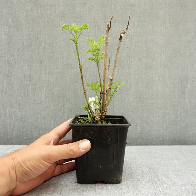 Esimerkki kesällä toimitetusta Mustaselja Golden Tower 12 cm / 13 cm ruukku-taimesta
