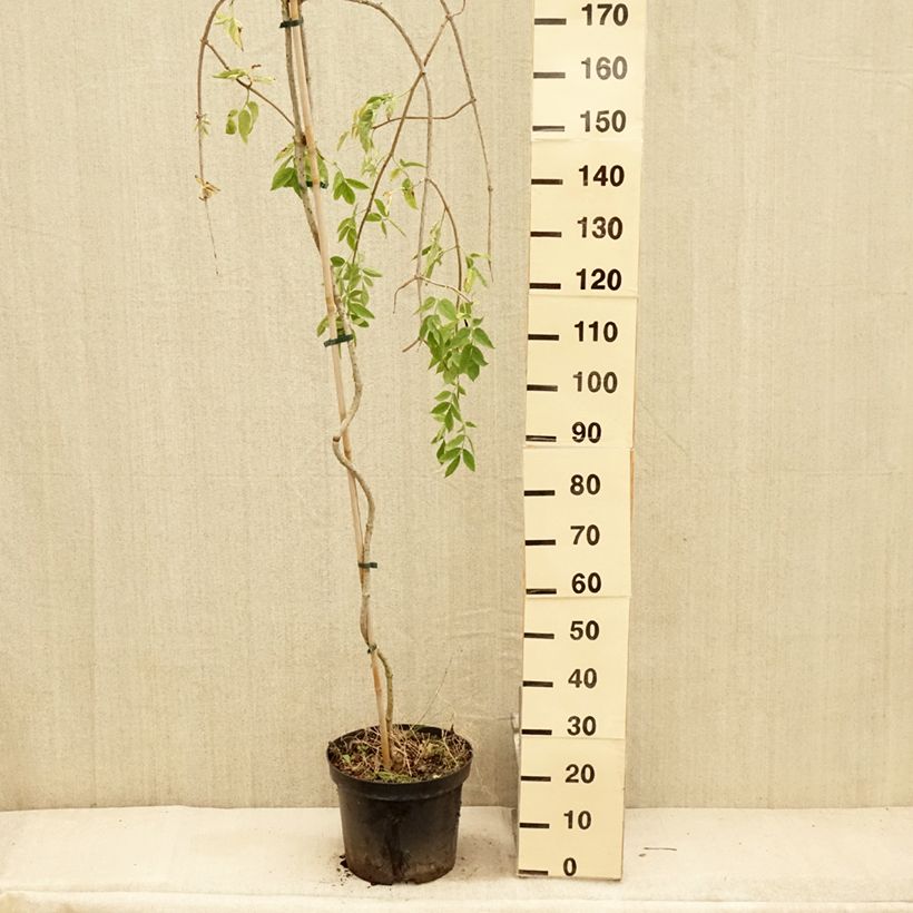 Esimerkki kesällä toimitetusta Mustaselja Pendula 7,5 litran / 10 litran ruukku-taimesta