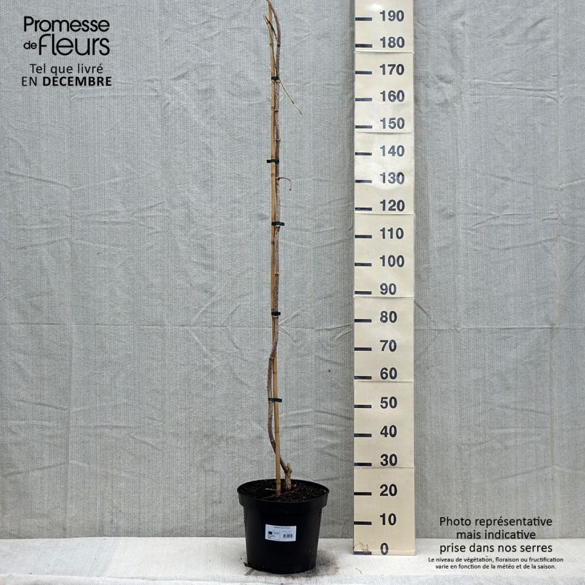 Esimerkki talvella toimitetusta Mustaselja Pendula 7,5 litran / 10 litran ruukku-taimesta