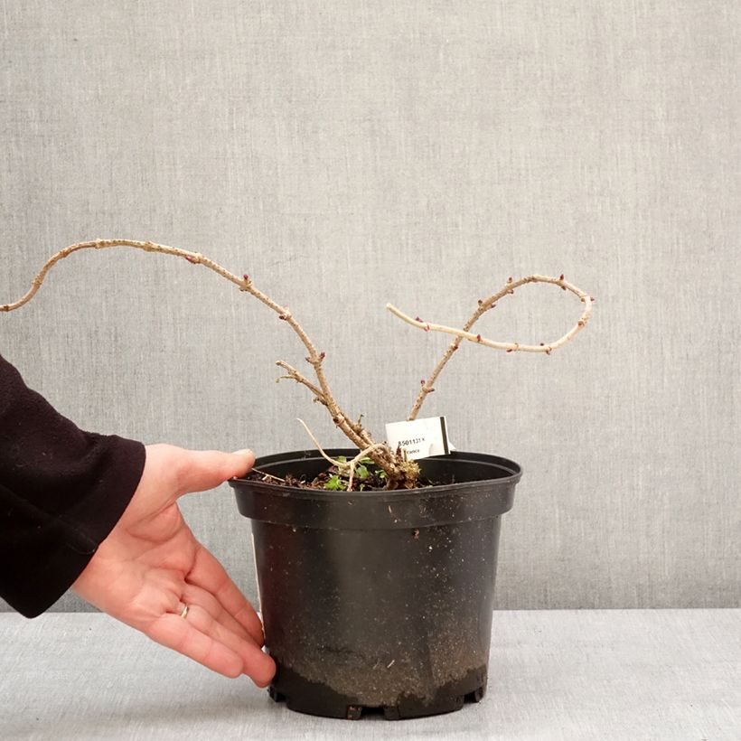 Esimerkki talvella toimitetusta Sureau noir - Sambucus nigra Pulverulenta Pot de 3L/4L-taimesta