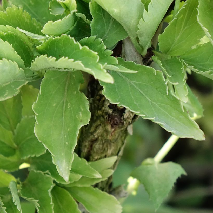 Mustaselja Pyramidalis (Lehvistö)