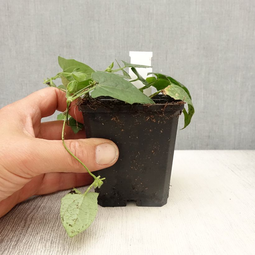 Esimerkki keväällä toimitetusta Mustasilmäsusanna Tangerine Slice Godet de 8/9 cm-taimesta