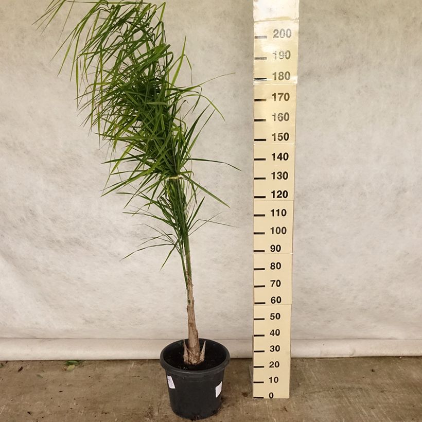 Esimerkki kesällä toimitetusta Etelänprinsessapalmu - Syagrus romanzoffiana Pot de 20L/25L-taimesta