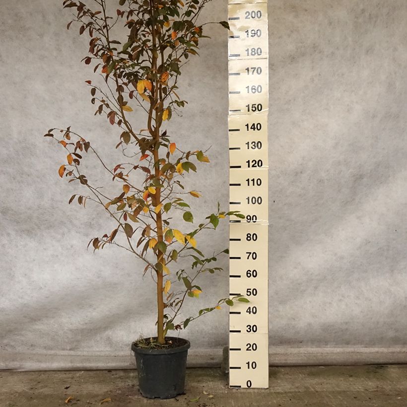 Esimerkki syksyllä toimitetusta Sycoparrotia semidecidua Autunno Rosso 12 litran/15 litran ruukku-taimesta