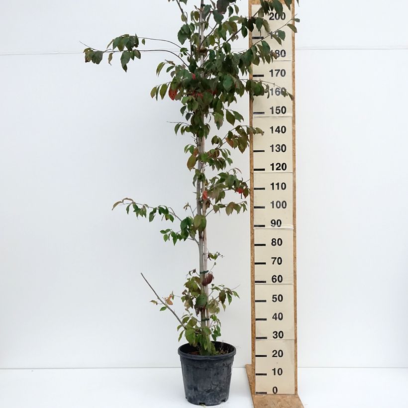 Esimerkki kesällä toimitetusta Sycoparrotia semidecidua Autunno Rosso Pot de 12L/15L-taimesta