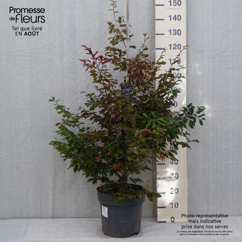 Esimerkki kesällä toimitetusta Sycoparrotia semidecidua Purple Haze Pot de 12L/15L-taimesta