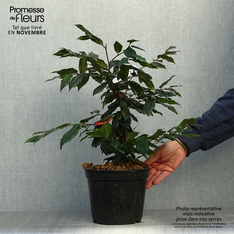Esimerkki syksyllä toimitetusta Sycoparrotia semidecidua Purple Haze 3 litran/4 litran ruukku-taimesta