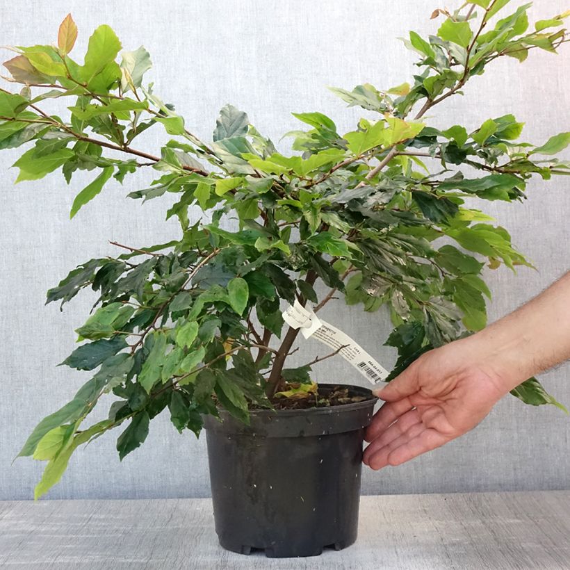 Esimerkki kesällä toimitetusta Sycoparrotia semidecidua Purple Haze Pot de 3L/4L-taimesta