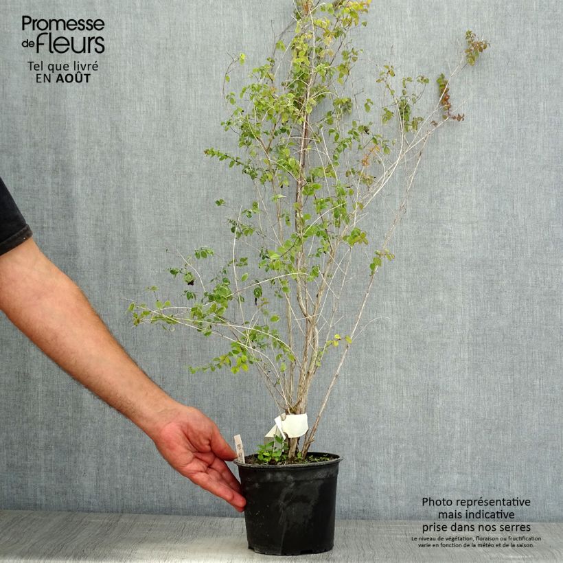 Esimerkki kesällä toimitetusta Symphorycarpos x chenaultii Pot de 2L/3L-taimesta