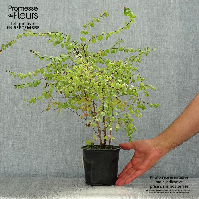 Esimerkki kesällä toimitetusta Symphorycarpos chenaultii Hancock Pot de 1L/1,5L-taimesta