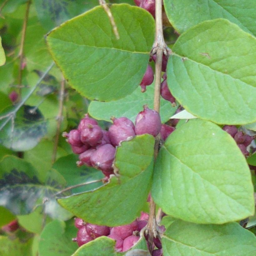 Korallilumimarja - Symphoricarpos orbiculatus (Lehvistö)