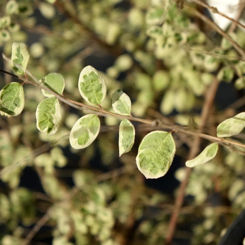 Symphorycarpos chenaultii Fiesta Berry (Lehvistö)