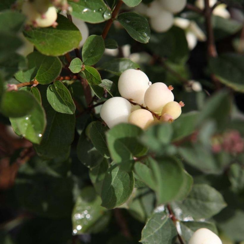 Hollanninlumimarja Magical Galaxy (Lehvistö)