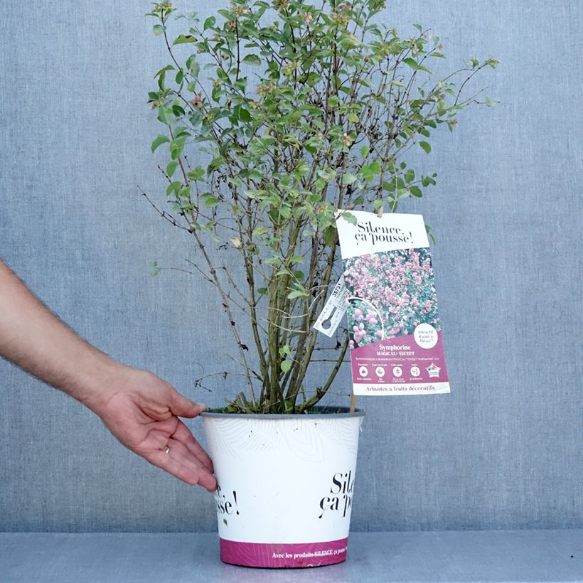 Esimerkki kesällä toimitetusta Hollanninlumimarja Magical Sweet Ruukku 4L / 5L-taimesta