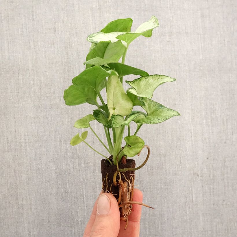 Esimerkki keväällä toimitetusta Syngonium Confetti Mini-plante-taimesta