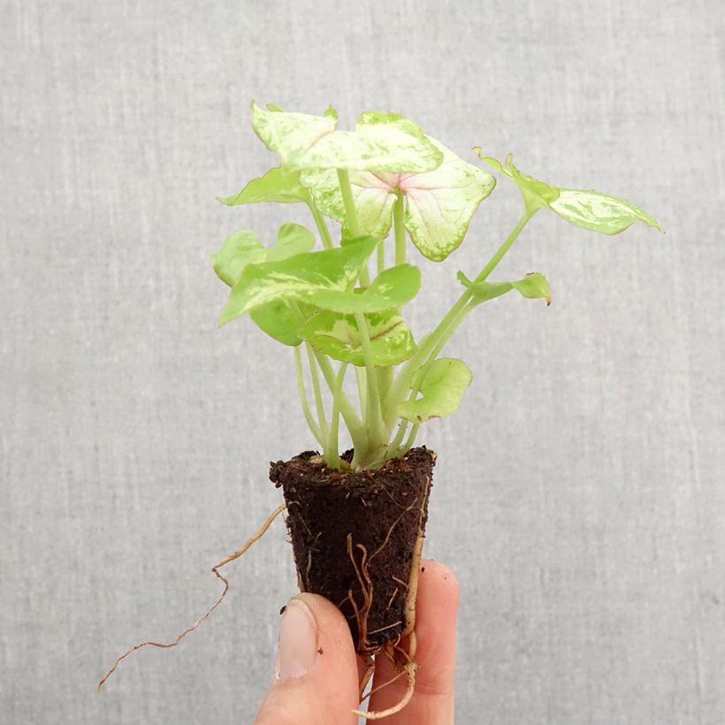 Esimerkki keväällä toimitetusta Syngonium Golden Allusion Mini-plante-taimesta