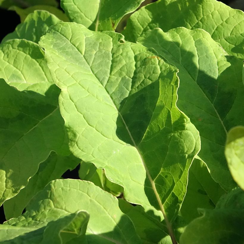 Himalajansyreeni aureovariegata (Lehvistö)