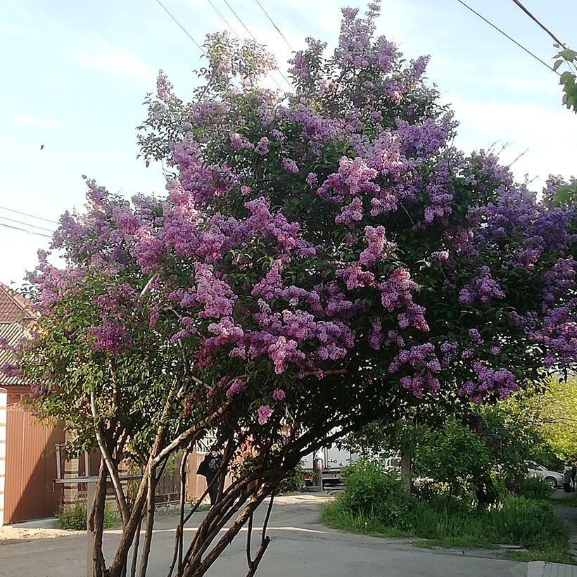 Unkarinsyreeni - Syringa josikae (Kasvutapa)
