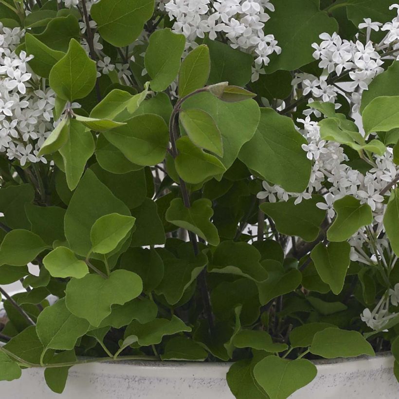 Pikkusyreeni Flowerfesta White (Lehvistö)