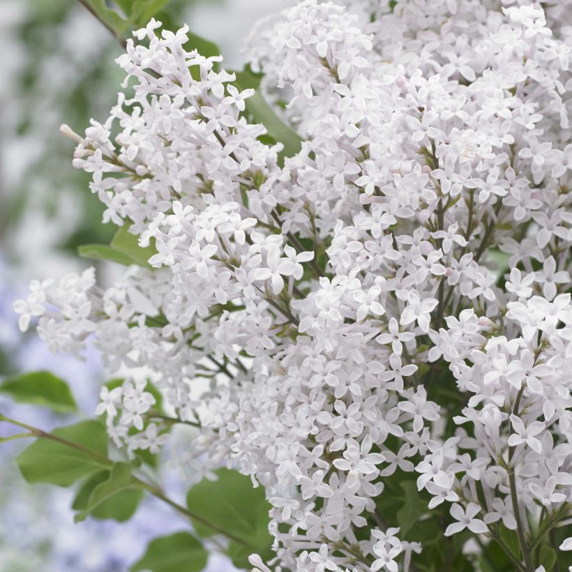 Pikkusyreeni Flowerfesta White (Kukinta)