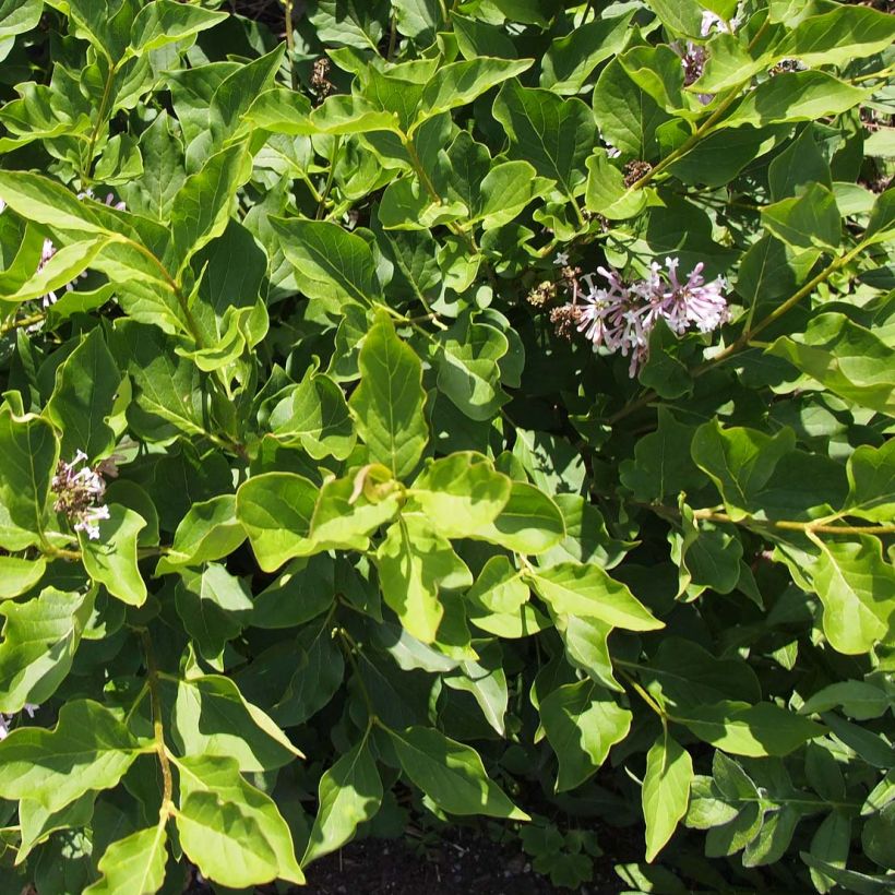 Samettisyreeni Miss Kim (Foliage)