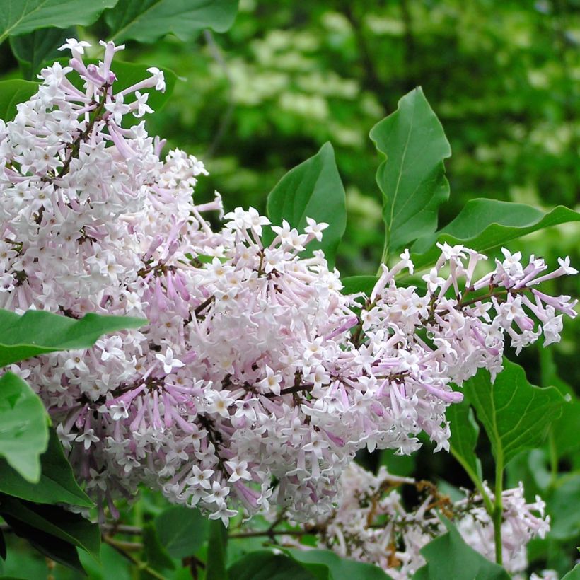 Samettisyreeni Miss Kim (Flowering)
