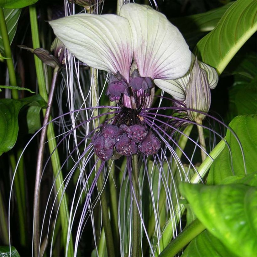 Tacca integrifolia (Kukinta)